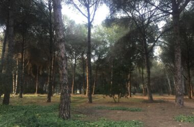 Bosque Mediterráneo