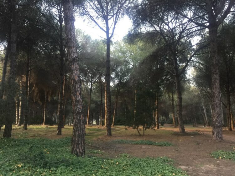 Bosque Mediterráneo