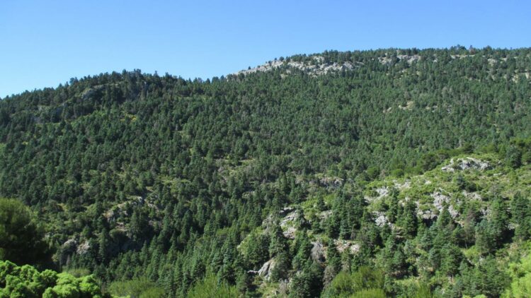 Poblaciones de pinsapo afectadas por la sequía en el Parque Nacional de Sierra de las Nieves (Málaga)