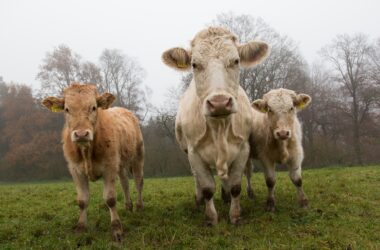 Vacas en una explotación extensiva
