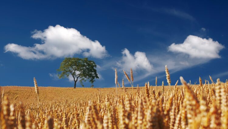 Campo de trigo