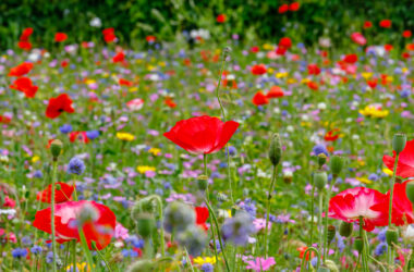 campo con flores de diferentes colores