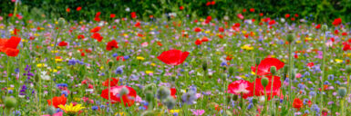 campo con flores de diferentes colores