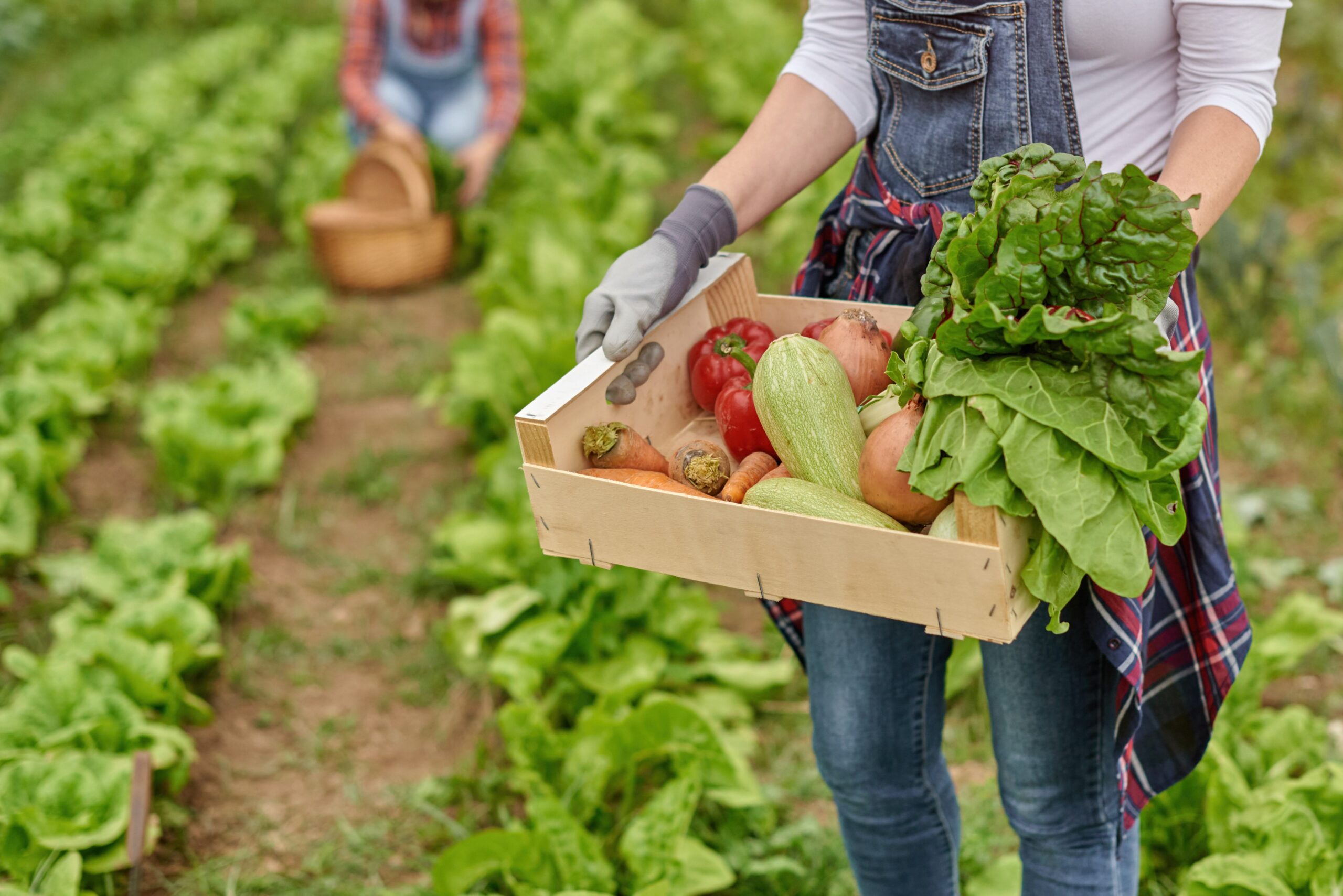 Caucasian farmer holding a wooden box with fresh organic vegetables in the garden - Healthy food concept - Main focus courgette