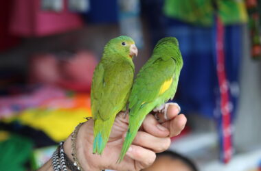 Loros estudiados