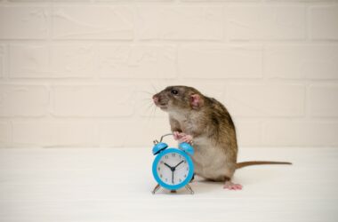 ratón junto a un reloj