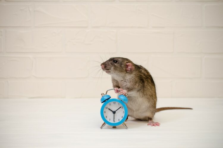 ratón junto a un reloj