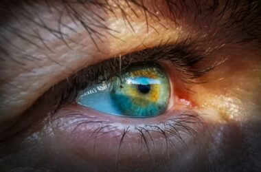 Los ojos de los vertebrados se construyen de una forma muy parecida en el embrión en desarrollo. / Pixabay
