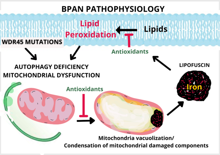 Ilustración del proceso de vacuolización mitocondrial 