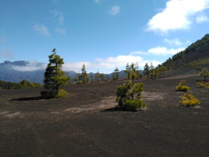 Ecosistema natural muestreado en las Islas Canarias / Antonio Gallardo Correa.