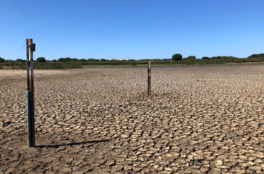 Imagen de la laguna Dulce, en Doñana.
