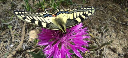 Mariposa cometa.