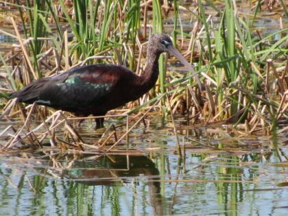 Morito (Plegadis fascinellus).