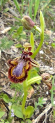 Ophrys speculum