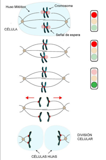 Figura esquemática del proceso de segregación de los cromosomas y la división celular.