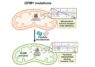 Investigadores de la UPO corrigen las alteraciones patológicas en modelos celulares de la mutación mitocondrial GFM1