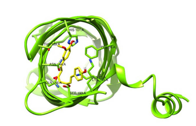 Conformación de unión de la demetoxicurcumina en complejo con la región periplásmica de la proteína de membrana externa W (OmpW) de Acinetobacter baumannii.