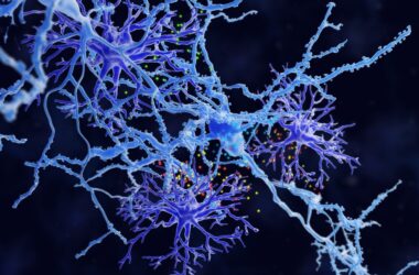 Los astrocitos protoplasmáticos y las neuronas se comunican mediante señales químicas.