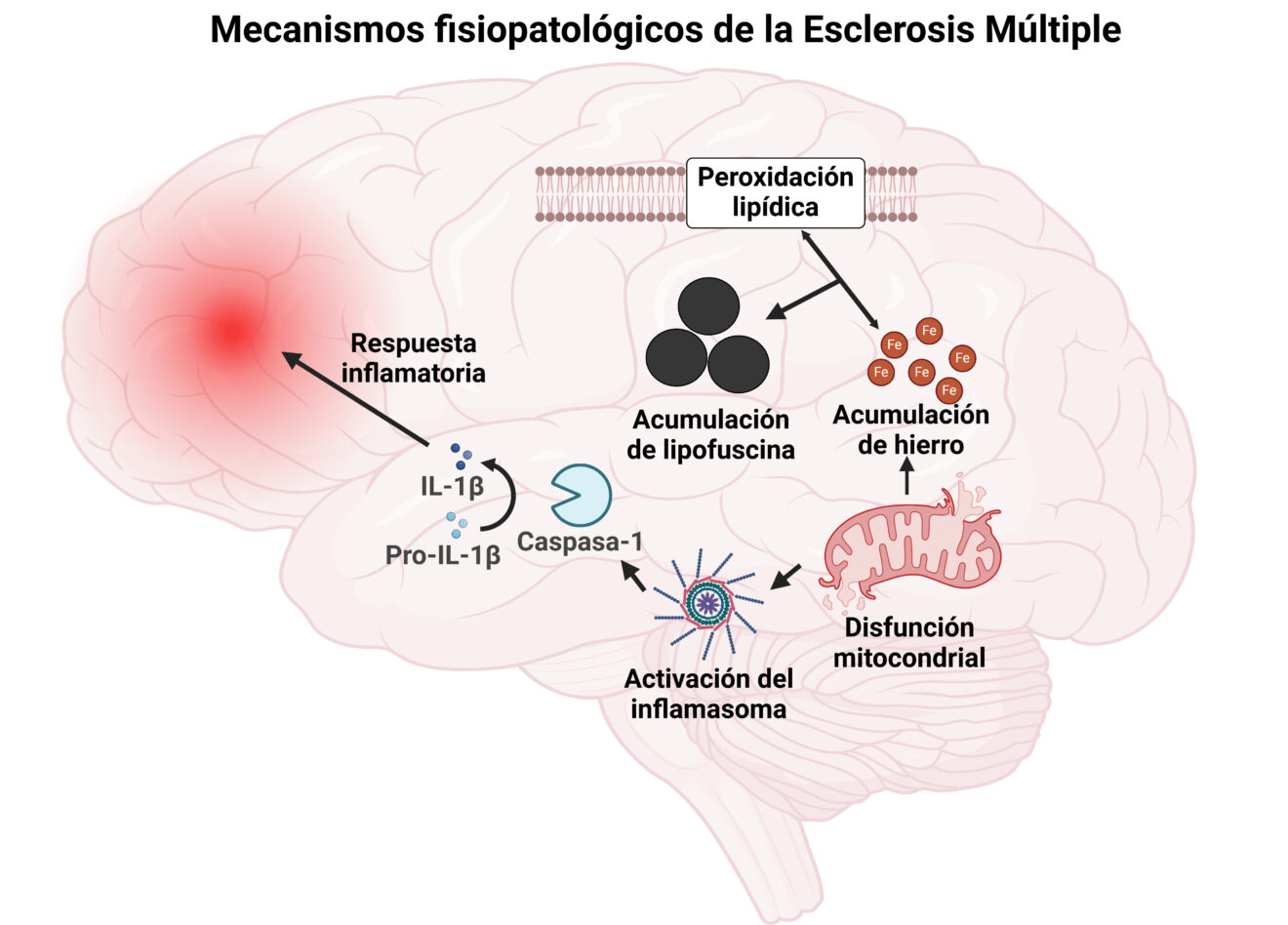 Un estudio identifica nuevos mecanismos celulares en la esclerosis ...