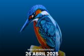 V Bioblitz en el campus UPO
