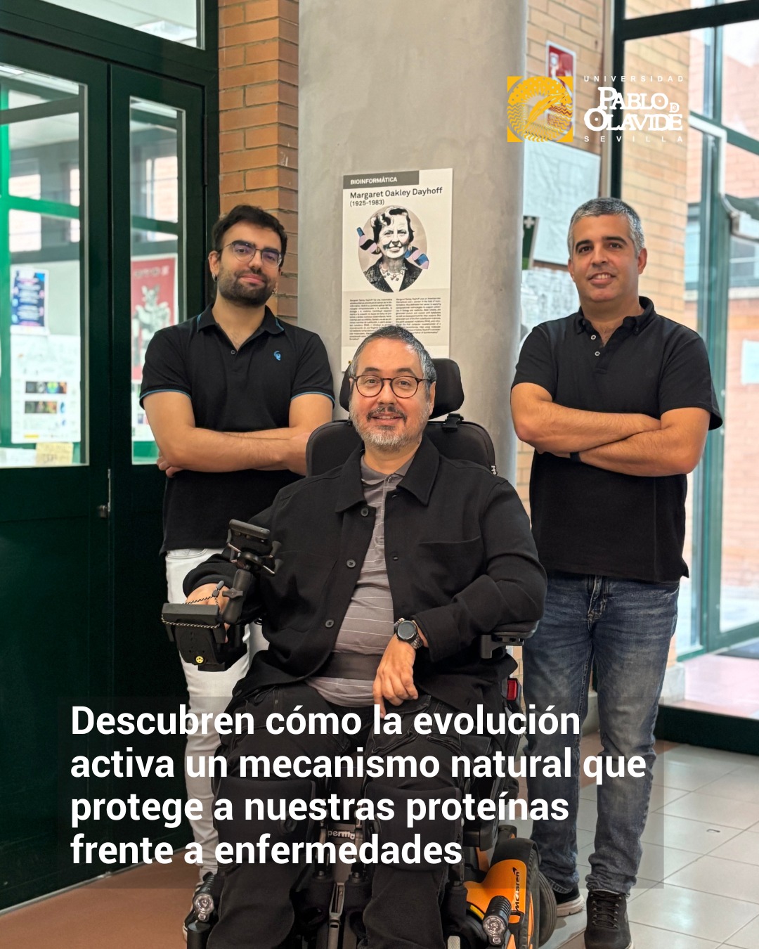 🧬 Un estudio realizado por los investigadores Antonio Moreno, Antonio J. Pérez Pulido y Pablo Mier en el @cabdivulgacion revela que nuestro genoma cuenta con un mecanismo natural para limitar el crecimiento de repeticiones en proteínas que, si se alargan demasiado, pueden causar enfermedades neurodegenerativas como Huntington o ataxias.🔍 Al comparar 30 especies (de plantas a mamíferos), los investigadores han descubierto que ciertos 'tapones genéticos' actúan como barreras naturales para frenar estas expansiones peligrosas.🐟 Los peces son la gran excepción: su genoma no muestra este patrón de protección, lo que apunta a estrategias evolutivas diferentes.📖 El trabajo, publicado en NAR Genomics and Bioinformatics, abre nuevas vías para desarrollar terapias que imiten estos frenos evolutivos. Y es que la naturaleza nos da pistas para entender y combatir mejor las enfermedades. 🔗 Lee la noticia completa en el link de la Bio. #UPOinvestiga #CABD #Genética #Neurociencia #Ciencia