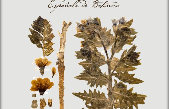 'El Herbario: herramienta científica y expresión artística’ puede verse desde este viernes en la Casa de las Sirenas