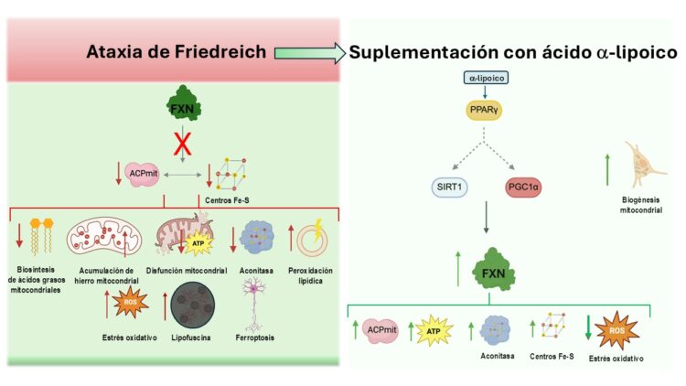 Efectos beneficiosos del ácido -lipoico en la Ataxia de Friedreich (gráfico)