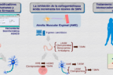 Gráfico que describe el hallazgo de un posible tratamiento para la AME