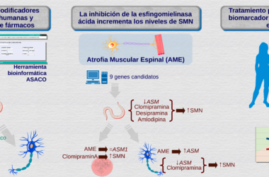 Gráfico que describe el hallazgo de un posible tratamiento para la AME