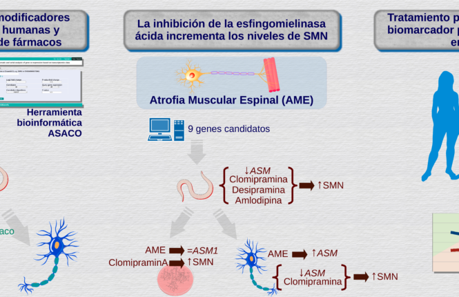 Gráfico que describe el hallazgo de un posible tratamiento para la AME