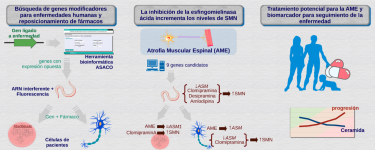 Gráfico que describe el hallazgo de un posible tratamiento para la AME