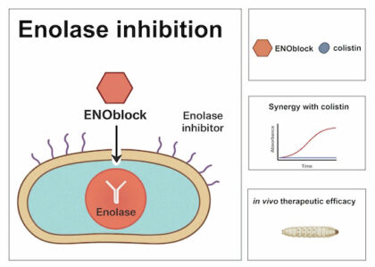 ENOblock ha sido identificado como un inhibidor de la enolasa con potente actividad antibacteriana contra Acinetobacter baumannii, que actúa sinérgicamente con la colistina frente a cepas multirresistentes