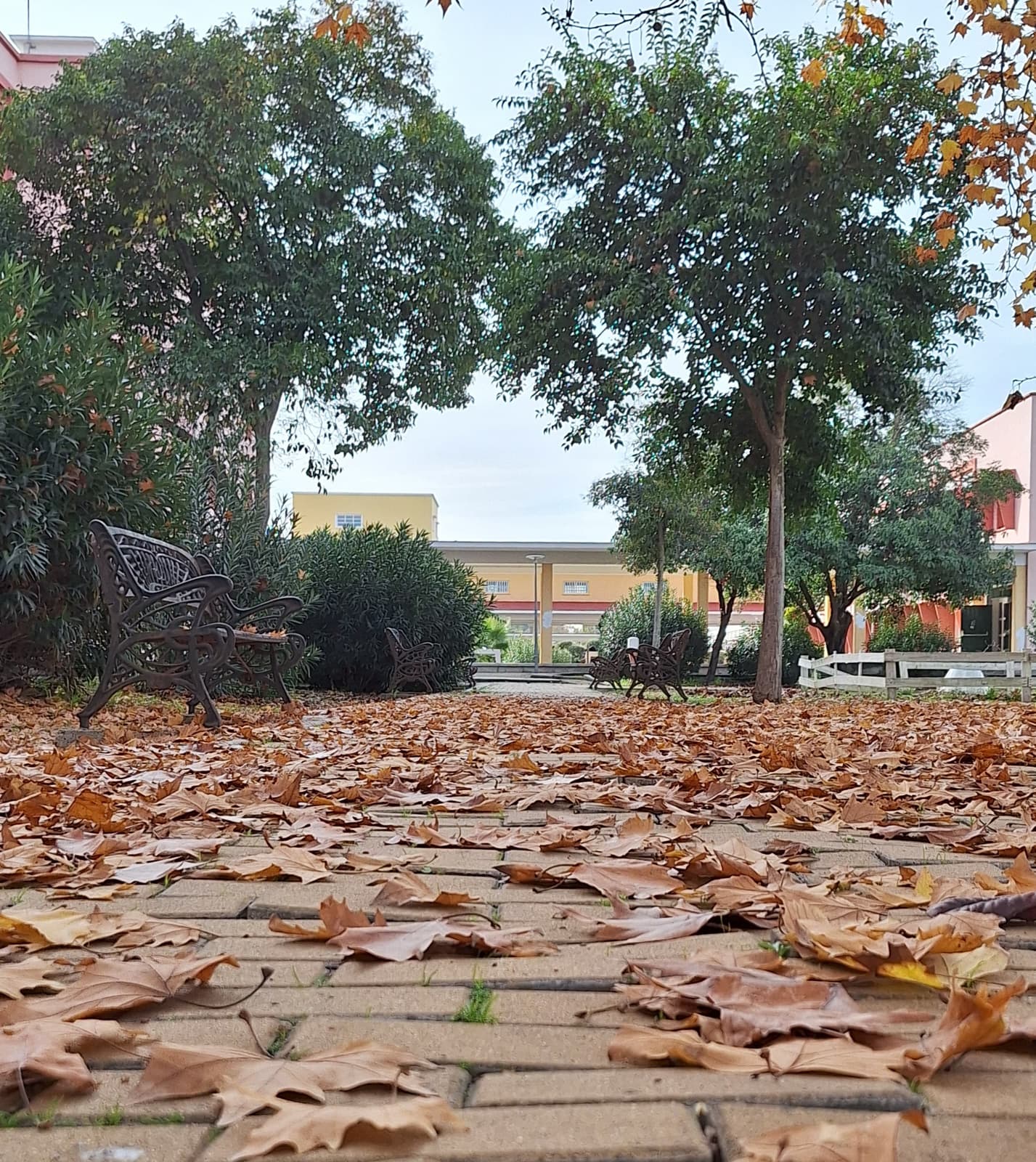 Así está el campus hoy: nubes, lluvia y muchas hojas en el camino. 

Otoño en modo on 🍂☁️☔

#campusUPO #diciembre