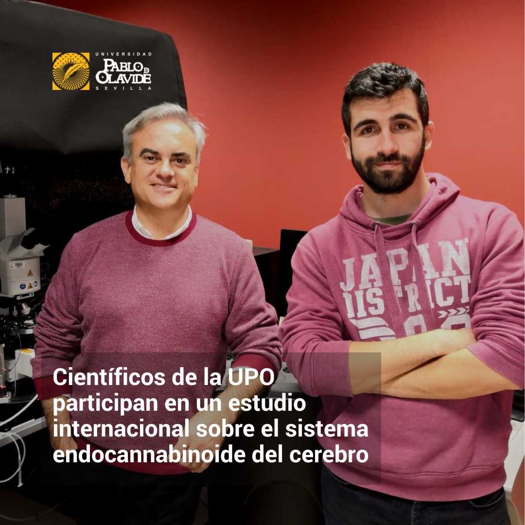🧠🔬 Los investigadores del Laboratorio de Neurociencia Celular y Plasticidad de la Universidad Pablo de Olavide, Antonio Rodríguez-Moreno y Rafael Falcón-Moya, han participado en un estudio internacional que aporta nuevos avances sobre el funcionamiento del sistema endocannabinoide del cerebro, clave en procesos como la plasticidad cerebral y el comportamiento.

El trabajo, liderado por la Universidad de Minnesota y publicado en la revista Nature Neuroscience, demuestra que distintos endocannabinoides actúan de forma específica sobre tipos celulares diferentes del cerebro:

-  El 2-AG actúa sobre las neuronas

- La anandamida (AEA) actúa sobre los astrocitos

Este hallazgo permite comprender mejor por qué el cerebro produce distintos endocannabinoides y abre nuevas vías para el desarrollo de estrategias terapéuticas más precisas, basadas en su acción específica sobre neuronas o astrocitos.

🔗 Enlace a la noticia completa en el link de la Bio.

#UPOinvestiga #neurociencia #cerebro #plasticidadecerebral
