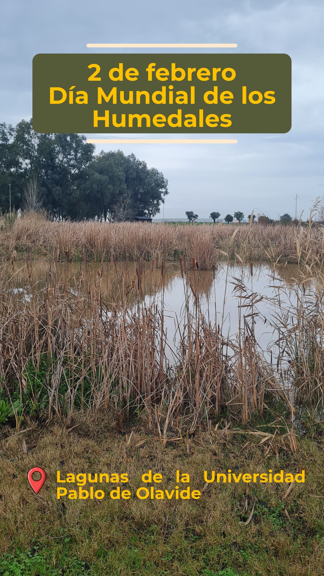 💧 Hoy celebramos el Día Mundial de los Humedales En el corazón del campus de la Universidad Pablo de Olavide tenemos un tesoro natural: las lagunas artificiales, que no solo embellecen nuestro entorno, sino que aumentan la biodiversidad y sirven como laboratorio vivo para la ciencia 🐦🌱🦆Estas lagunas, creadas para imitar los humedales de ribera del río Guadaíra, albergan vegetación propia de este tipo de ecosistemas y son un refugio para aves acuáticas como cigüeñuelas, garcillas y moritos, demostrando un buen estado ecológico en plena ciudad.🎤 Miguel Rodríguez, profesor del Área de Geodinámica Externa de la UPO, nos recuerda que estos espacios:👉 Favorecen la biodiversidad del campus👉 Funciona como laboratorio natural para entender el ciclo del agua y los procesos ecológicos👉 Contribuyen a la regulación de ciclos biogeoquímicos esenciales como el carbono y el nitrógeno 🌍🔬📸 Te invitamos a descubrir la vida que se esconde en cada rincón de nuestras lagunas.#DíaMundialDeLosHumedales #campusverde #Biodiversidad #campusUPO