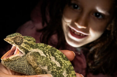 Una niña observa un camaleón sostenido frente a ella