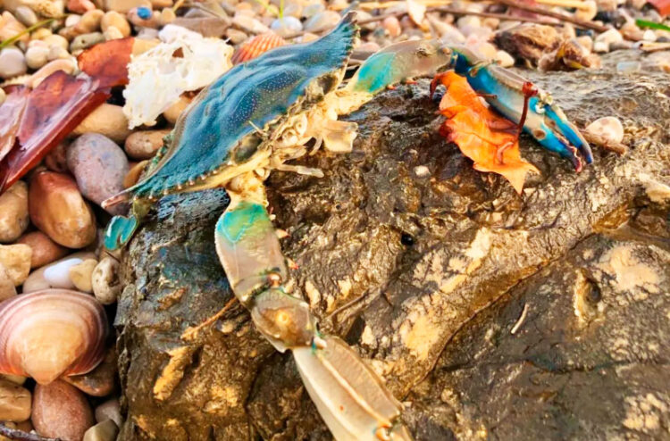 Ejemplar de cangrejo azul (‘Callinectes sapidus’) en una playa