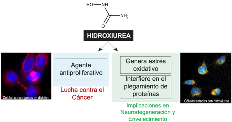 Gráfico sobre la acción celular provocada por la hidroxiurea