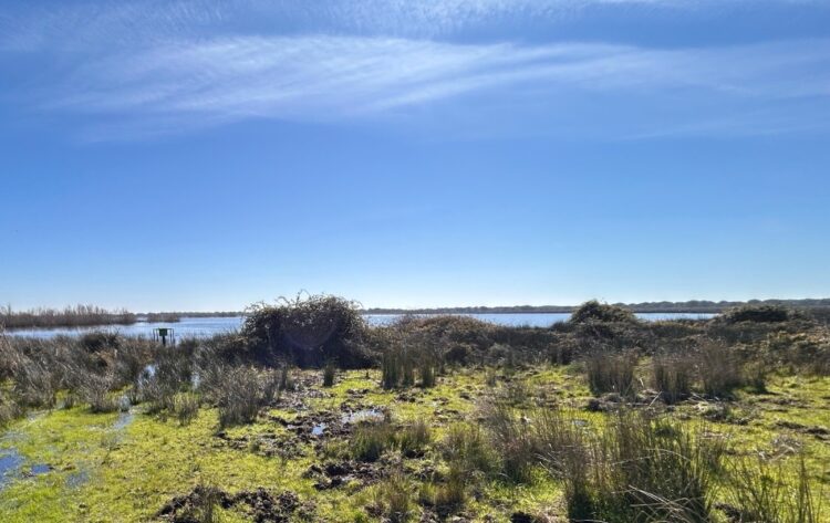 Laguna de Santa Olalla, orilla oeste (febrero de 2026).