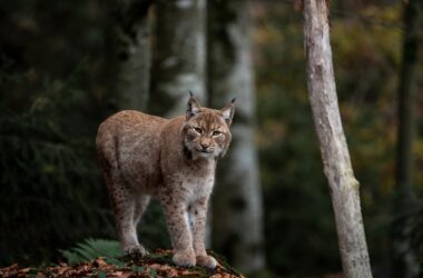 lince ibérico en libertad en plena naturaleza
