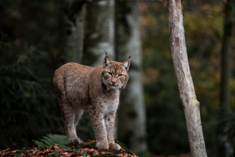 lince ibérico en libertad en plena naturaleza