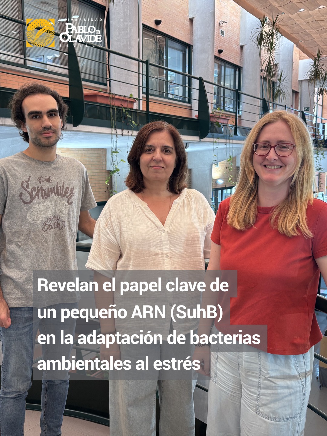 Investigadoras de la Universidad Pablo de Olavide en el @cabdivulgacion, han descubierto que una diminuta molécula de ARN desempeña un papel fundamental para que una bacteria ambiental pueda sobrevivir en condiciones extremas.

El estudio, publicado en la revista Microbiological Research, se centra en Sphingopyxis granuli TFA, una bacteria capaz de degradar contaminantes como la tetralina, un disolvente orgánico. Los resultados muestran que este pequeño ARN llamado SuhB, formado por apenas 70 nucleótidos, funciona como un regulador clave que ayuda a la bacteria a hacer frente a situaciones adversas como la sequía, el estrés oxidativo, la presencia de metales pesados o elevadas concentraciones de sal.

Este hallazgo resulta especialmente relevante porque las bacterias que eliminan contaminantes suelen encontrarse en entornos muy variables y difíciles. Comprender cómo se adaptan y sobreviven puede ayudar a desarrollar estrategias más eficaces y sostenibles para la descontaminación de suelos y aguas.

Además, las investigadoras han comprobado que SuhB también influye en otros procesos celulares importantes. En concreto, las bacterias que carecen de esta molécula acumulan más cantidad de PHB, un material biodegradable que puede utilizarse para fabricar bioplásticos.

🔬 El trabajo también ha permitido identificar otro regulador, denominado SubR, encargado de activar la producción de SuhB. Cuando este regulador no está presente, la bacteria también pierde parte de su capacidad para resistir situaciones de estrés.

Estos resultados contribuyen a comprender mejor cómo sobreviven las bacterias en entornos hostiles y abren nuevas vías de investigación para mejorar su aplicación tanto en la descontaminación ambiental como en el desarrollo de tecnologías más sostenibles.

🔗 Link a la noticia en la Bio.

#sosteniblidadambiental #contaminantes #bacterías #biología #UPOinvestiga
