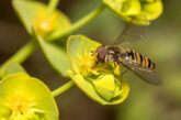 Epirsyphus balteatus sobre una flor de eurfobia /