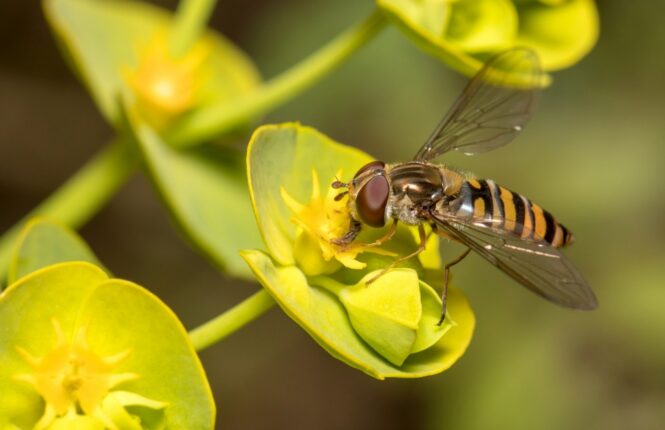 Epirsyphus balteatus sobre una flor de eurfobia /