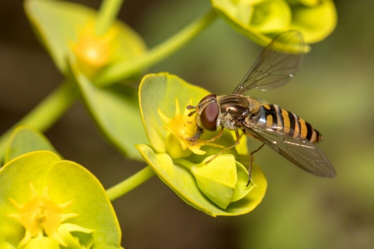 Epirsyphus balteatus sobre una flor de eurfobia /