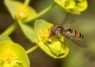 El ojo de la mosca mantiene un núcleo genético común tras 90 millones de años de deriva evolutiva