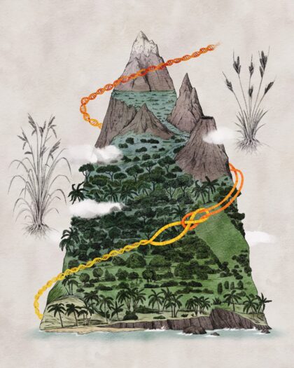 ilustración Carex Isla Reunión