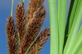 Carex borbonica