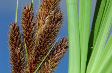 Carex borbonica