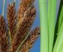 Descubren un mecanismo que acelera la evolución de las plantas
